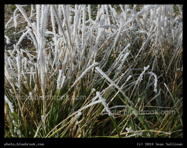 Hoarfrost on Green Grass - Corvallis MT