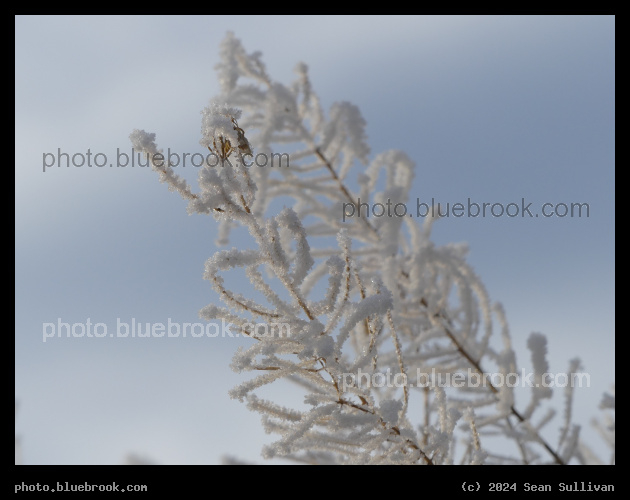 Tiny Hoarfrost Crystals - Corvallis MT