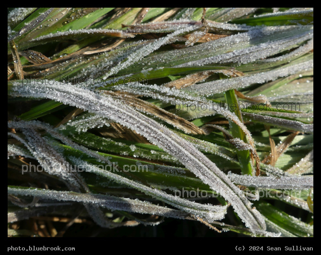 Crystals on the Grass - Corvallis MT