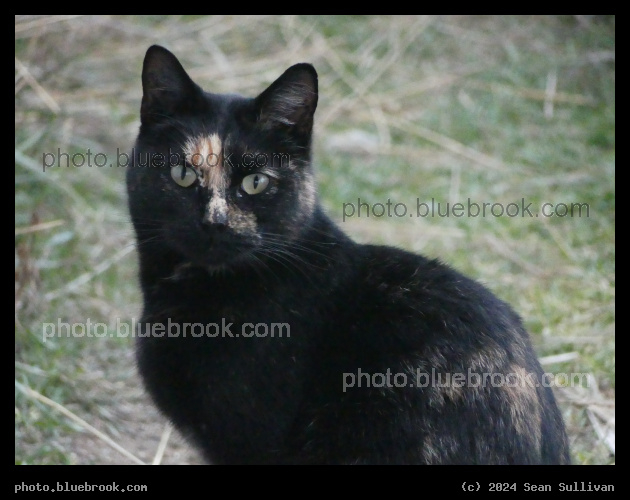 Tortoiseshell Visitor - Corvallis MT