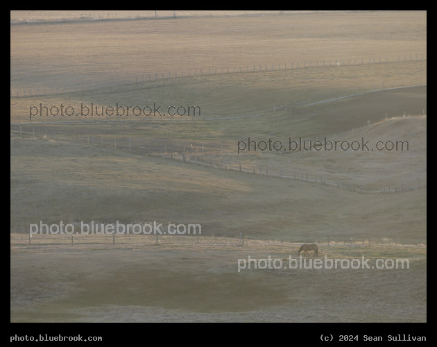 Horse Pastures at Sunset - Corvallis MT