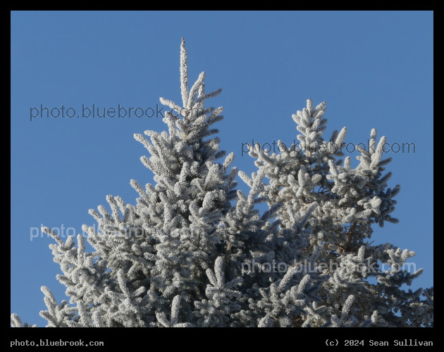 Treetop Hoarfrost - Corvallis MT