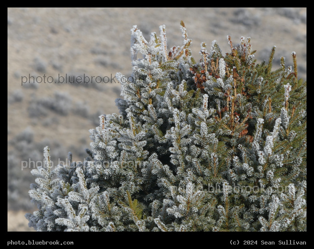 Frosted Side - Corvallis MT