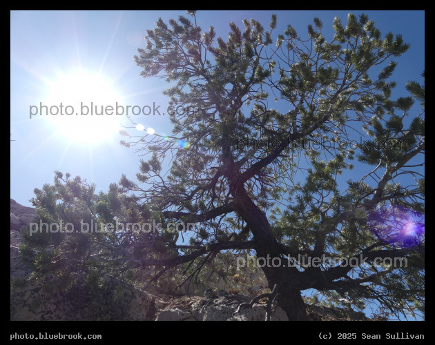 Renewal in the Day - North Rim, Grand Canyon, AZ