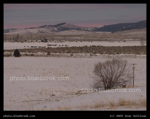 Evening Cows in the Distance - Corvallis MT