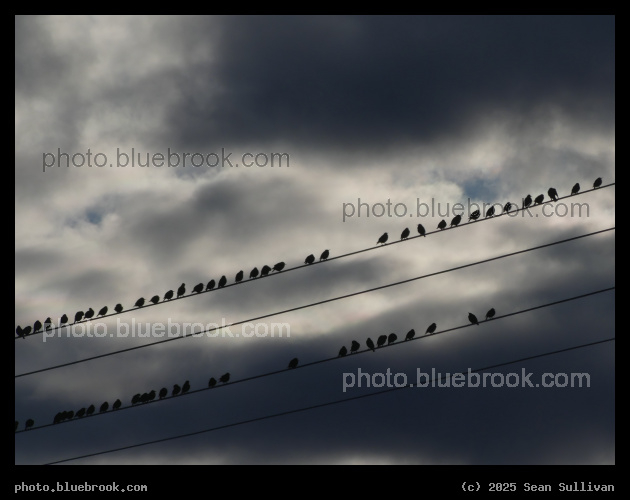 Lines of Birds - Corvallis MT