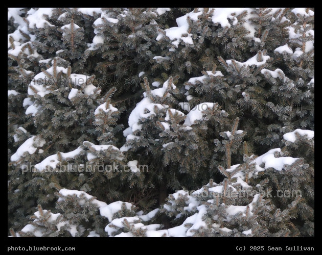 Perches for Snow - Corvallis MT