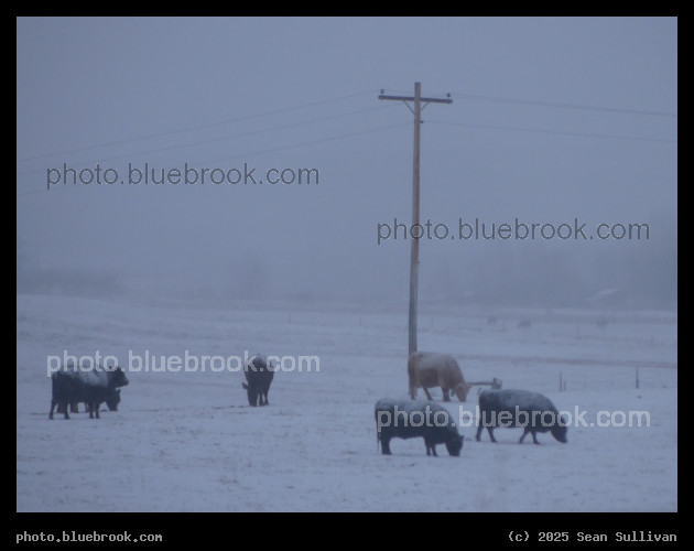 Snowing on the Cows - Corvallis MT