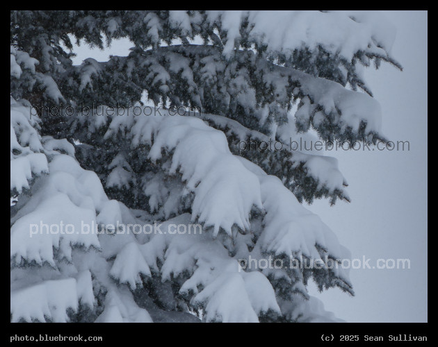 Snowing on the Tree - Corvallis MT