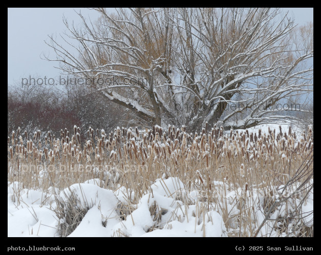 Snow on the Cattails and Trees - Corvallis MT