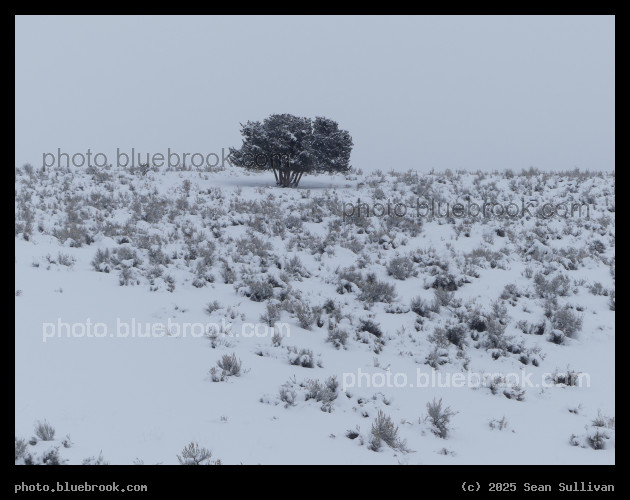 Snow on the Lone Tree - Corvallis MT