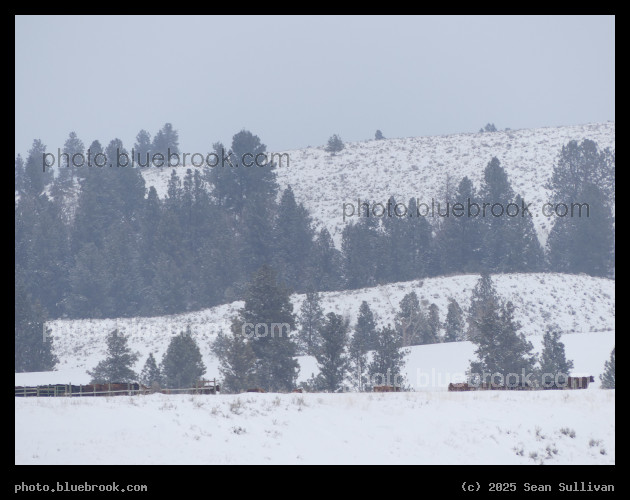 Cows and Trees in the Snow - Corvallis MT