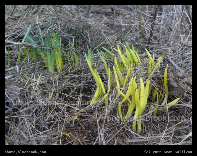 First Signs of Spring - Corvallis MT