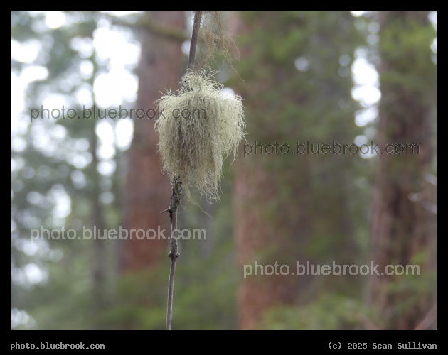 Gray Poofball - Kootenai Creek Trail, Bitterroot National Forest, Stevensville MT