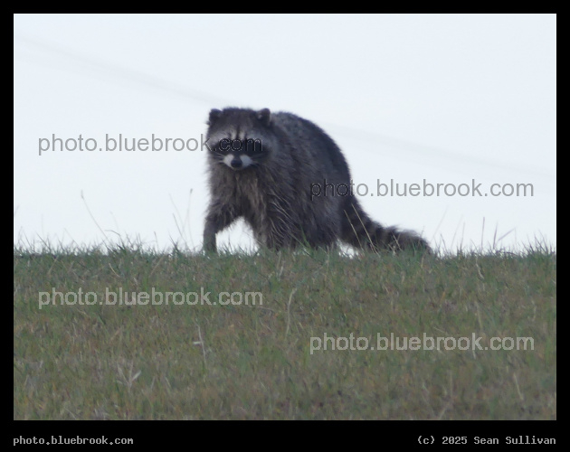 Raccoon in Morning Twilight - Corvallis MT