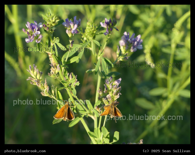 Two Orange Butterflies on Alfalfa - Corvallis MT