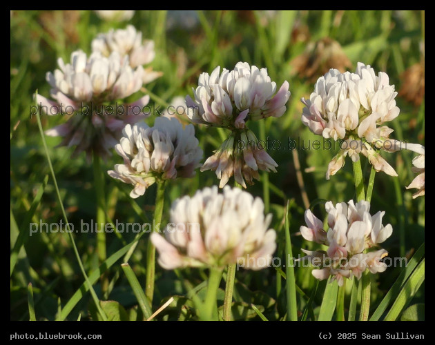 Clover Cluster - Corvallis MT