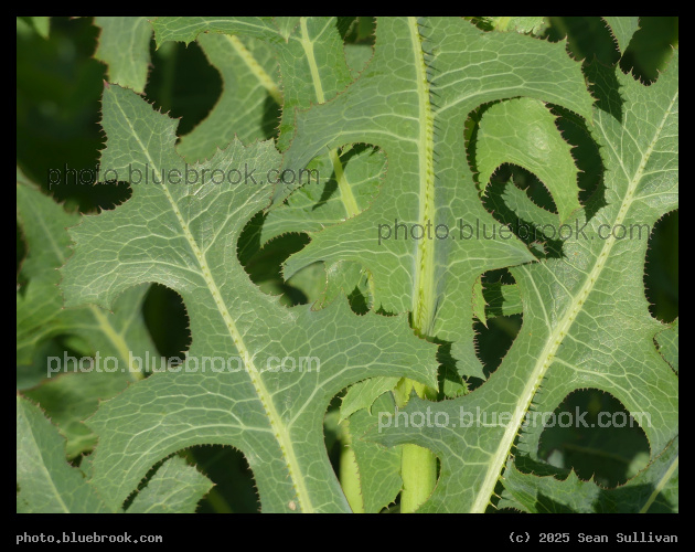 Wild Lettuce Leaves - Corvallis MT