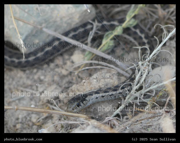 Snake and Spiders Web - Corvallis MT