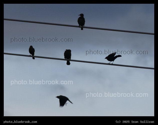 Wires and Flight - Corvallis MT