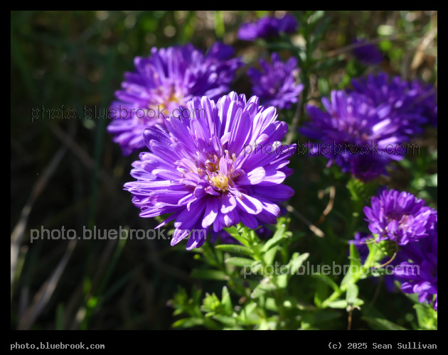 Purple Asters - Corvallis MT