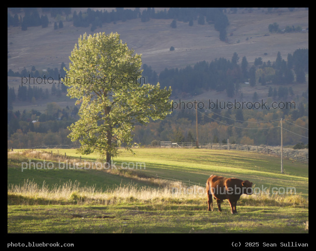 Sunlit Tree and Cow - Corvallis MT
