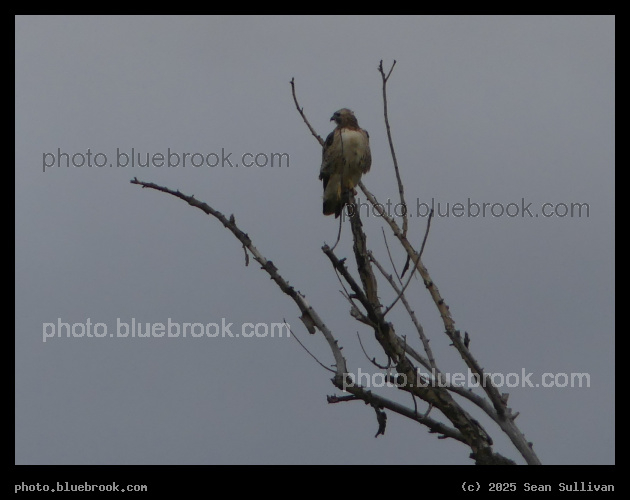 In the Sticks - Corvallis MT