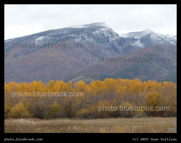 Line of Yellow Trees - Hamilton MT