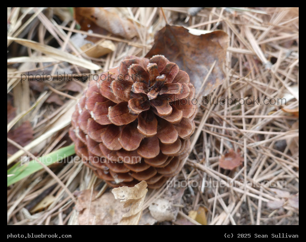 Pine Cone Tip - Blodgett Park, Hamilton MT