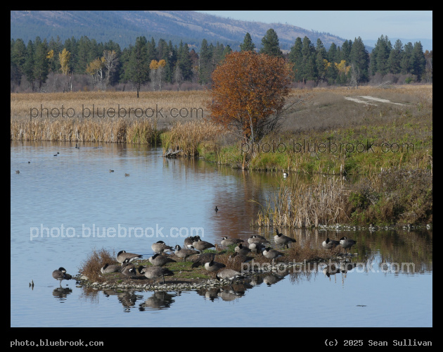 Geese on a Tiny Island - Lee Metcalf National Wildlife Refuge, Stevensville MT