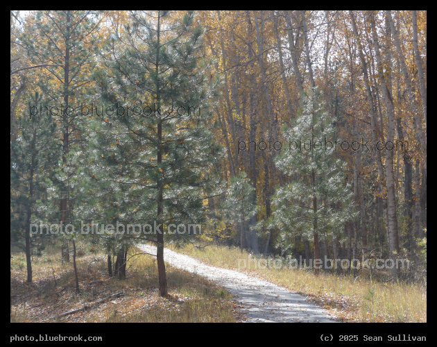 Glistening Trees - Lee Metcalf National Wildlife Refuge, Stevensville MT