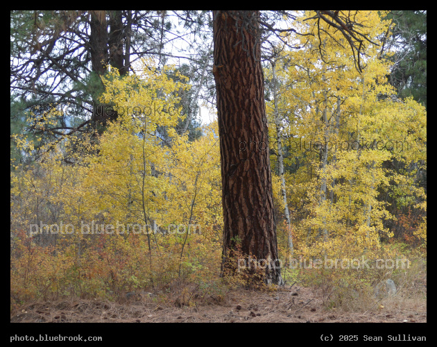 Large and Small Trees - Blodgett Park, Hamilton MT