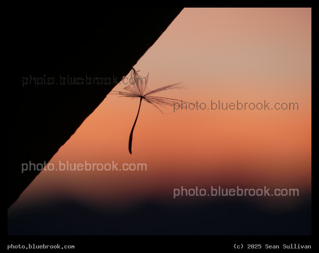 Seed in the Sky - Corvallis MT