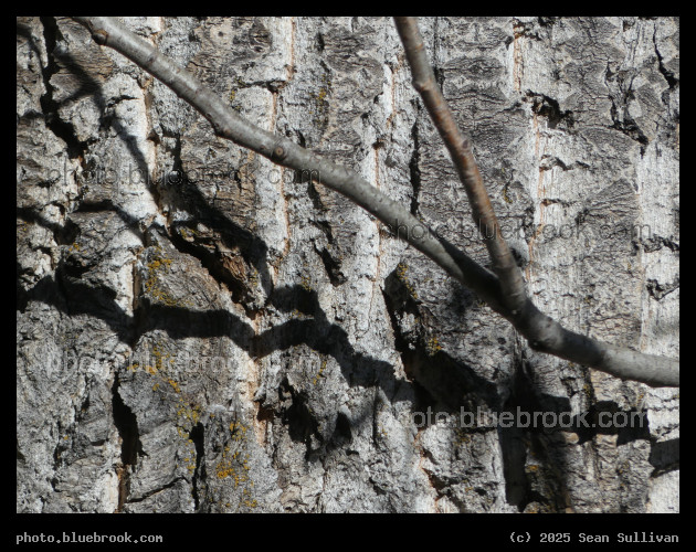 Wood and Shadow - Lee Metcalf National Wildlife Refuge, Stevensville MT