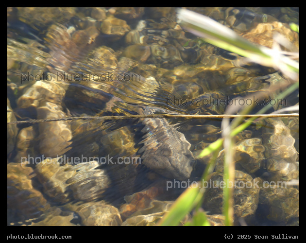 Twig and Ripple - North Burnt Fork Creek, Lee Metcalf National Wildlife Refuge, Stevensville MT