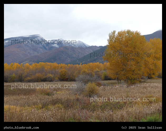 Autumn Meadow - Hamilton MT