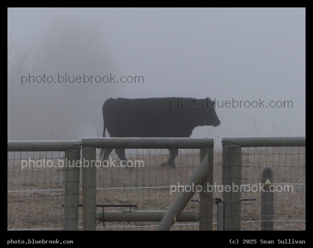 Beyond the Gate - Corvallis MT