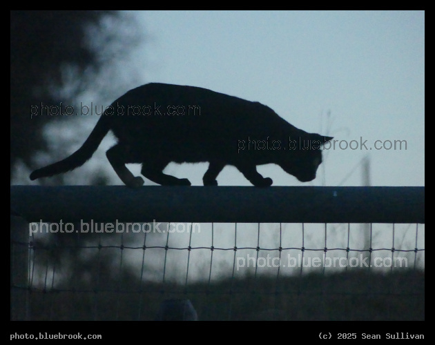 Atop the Fence - Corvallis MT
