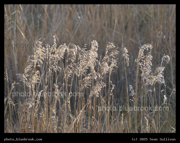 December Grasses - Corvallis MT
