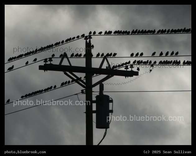 Upon the Wires - Corvallis MT