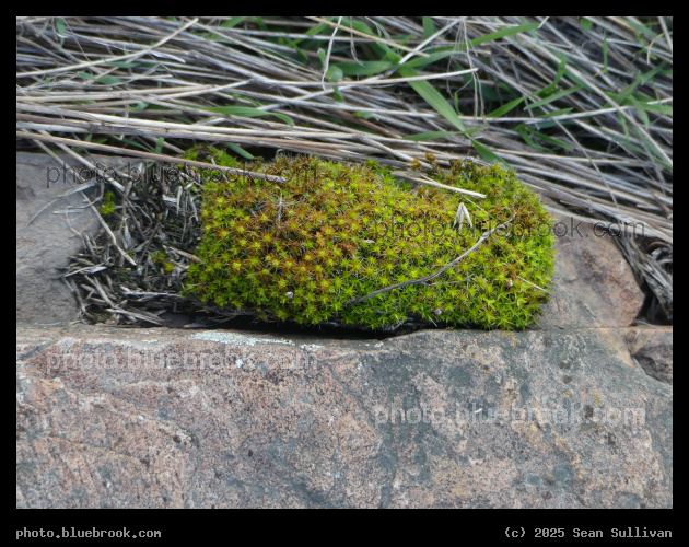 Patch of Moss - Corvallis MT