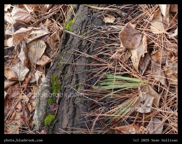 Moss, Leaves and Needles - Bass Creek Fishing Access Site, Stevensville MT