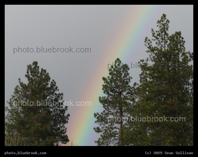 Winter Rainbow - Bass Creek Fishing Access Site, Stevensville MT
