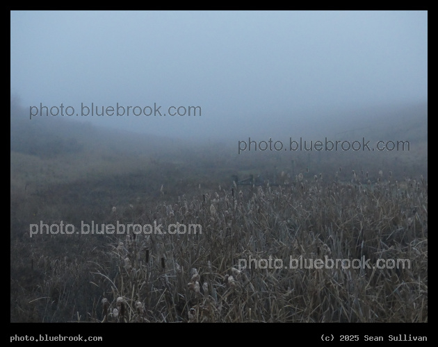 Afternoon Fog II - Corvallis MT