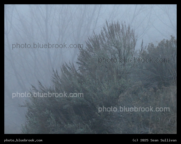 Afternoon Fog III - Corvallis MT