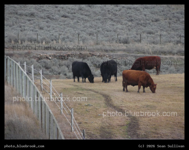 Cows along the Fence - Corvallis MT