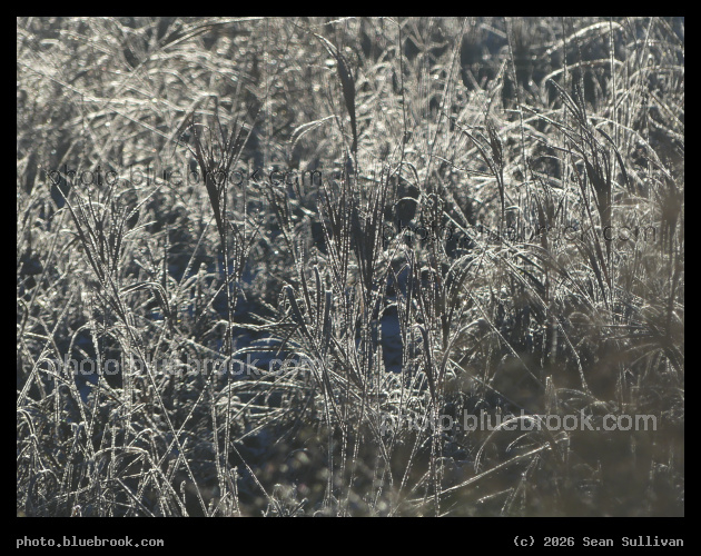 Silvery Grasses - Corvallis MT