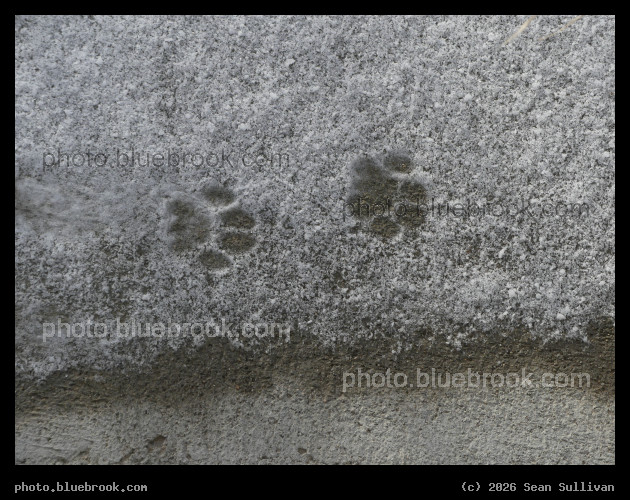 Kitty Was Here - Corvallis MT