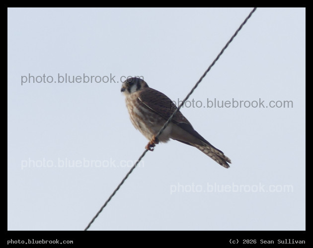 American Kestrel in January - Corvallis MT