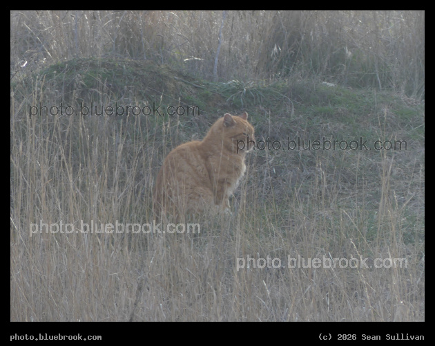 Orange Cat in the Grass - Corvallis MT